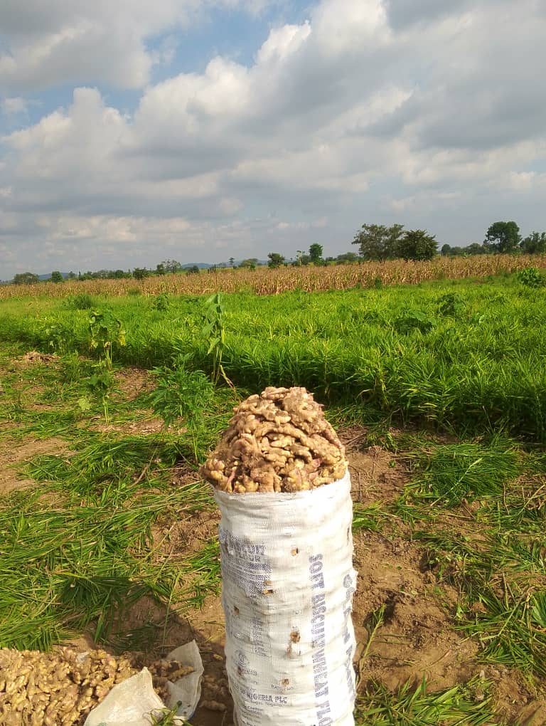 Ginger field at harvest