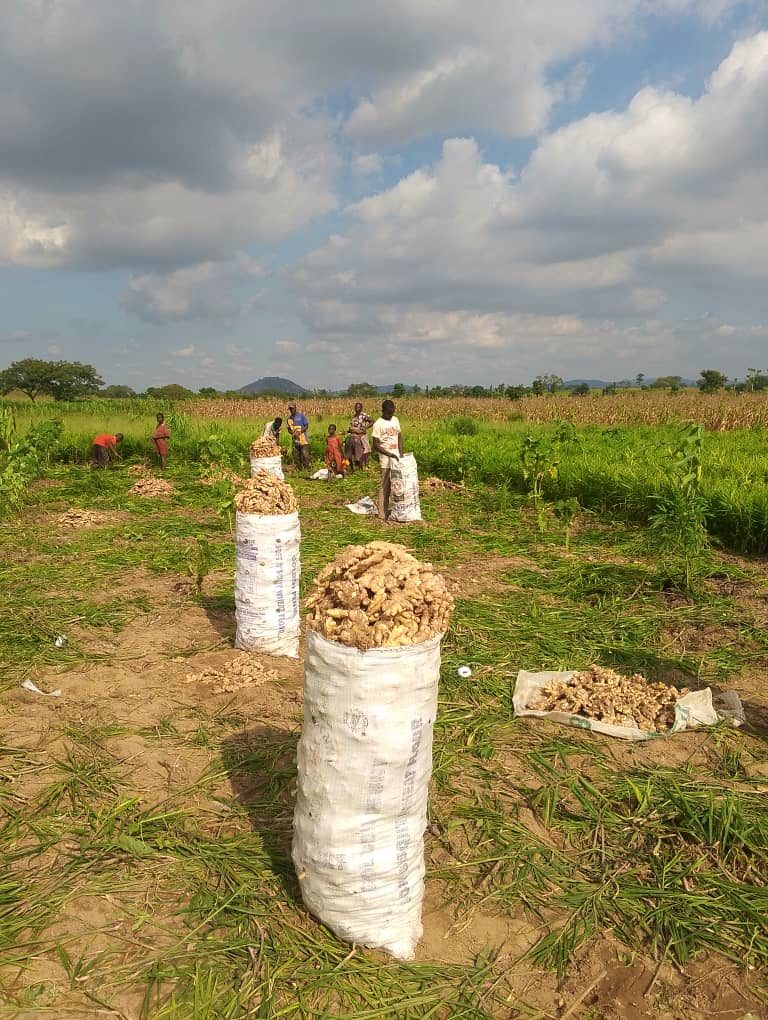 Ginger harvest in the field
