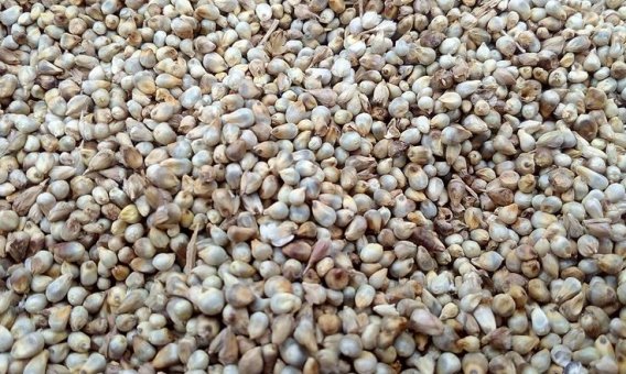 Millet