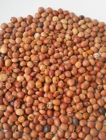 Pigeon pea