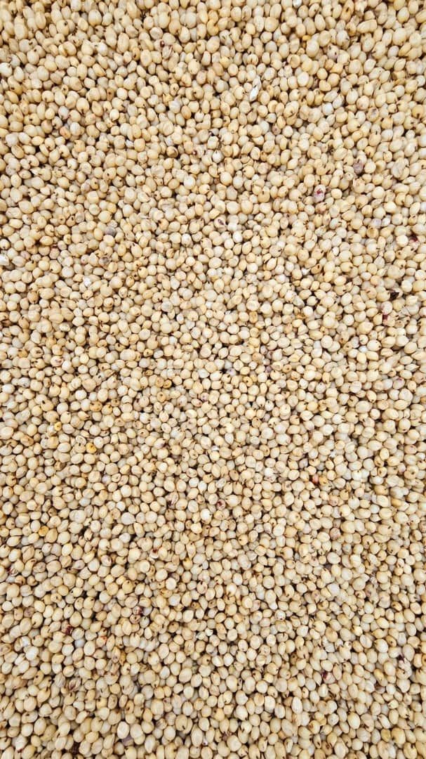 Sorghum