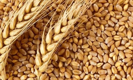Wheat